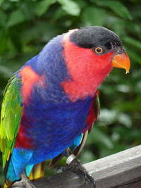 Close-up of parrot perching on wood