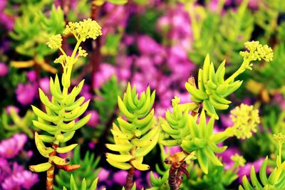 Close-up of flowers against blurred background