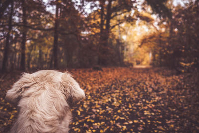 Dog looking away at forest