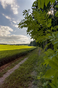 Scenic view of agricultural field against sky