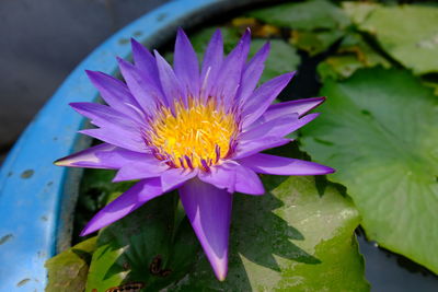 Close-up of lotus water lily in pond