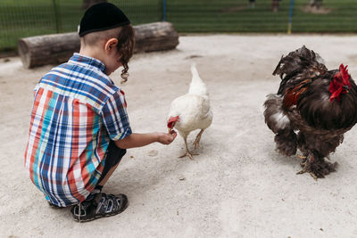 Full length of boy feeding hen while crouching at farm