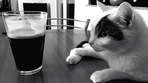 Close-up of cat on table