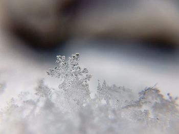 Close-up of snowflakes on snow