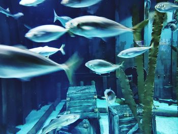 Close-up of fish swimming in aquarium