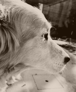 Close-up of dog outdoors