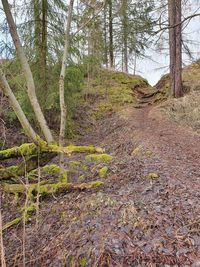 Plants growing on land in forest