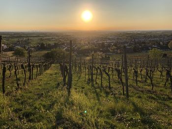 Scenic view of vineyard against sky during sunset