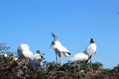 Low angle view of seagulls against clear blue sky