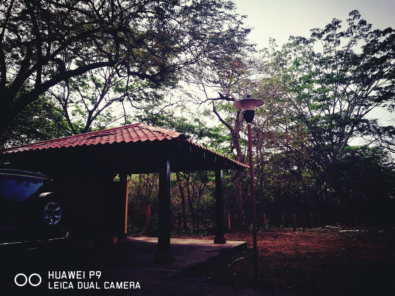 tree, built structure, day, outdoors, no people, architecture, growth, nature, building exterior, sky