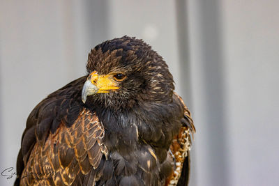 Close-up of a bird