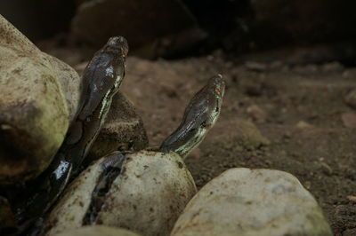 Close-up of crab on rock
