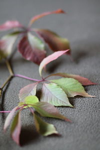Close-up of leaves on plant