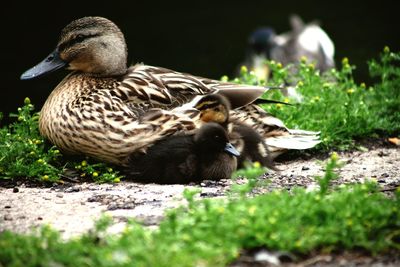 View of mallard duck on field