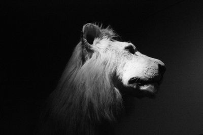 Taxidermy of lion on wall