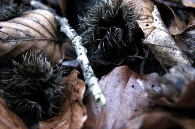 Close-up of plant against blurred background