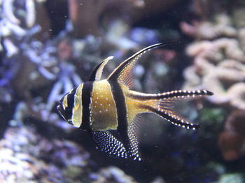 Marine fish in an aquarium 