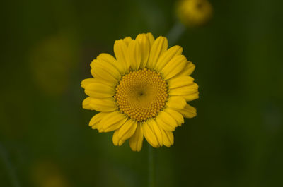 Close-up of yellow flower