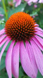 Close-up of coneflower blooming outdoors