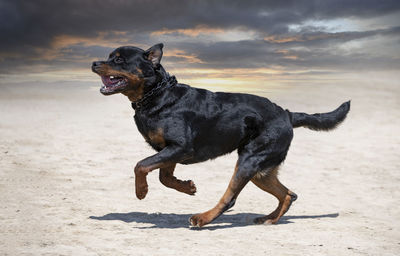 Dogs standing at beach