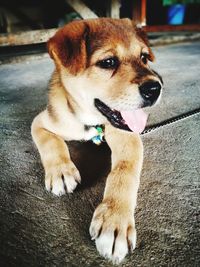 Close-up portrait of dog