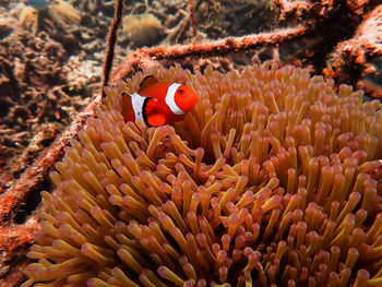 View of coral in sea