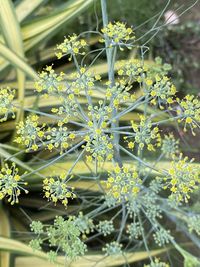 Close-up of flowering plant