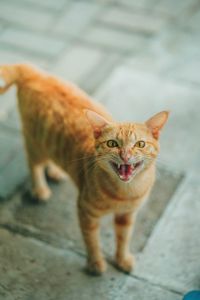 Portrait of angry cat on footpath