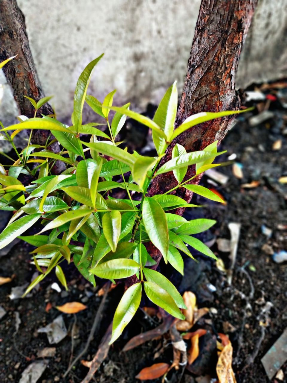 CLOSE-UP OF PLANT GROWING ON TREE