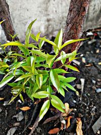 Close-up of plant growing on field