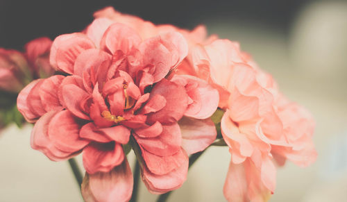 Close-up of pink rose flower