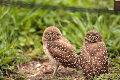 Burrowing owl perching on field