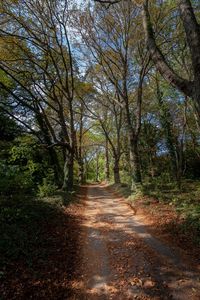 Dirt road amidst trees in forest