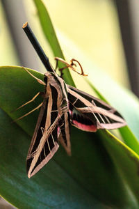 Close-up of insect on leaf