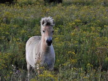 Portrait of a horse on field