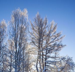 Low angle view of bare trees against blue sky