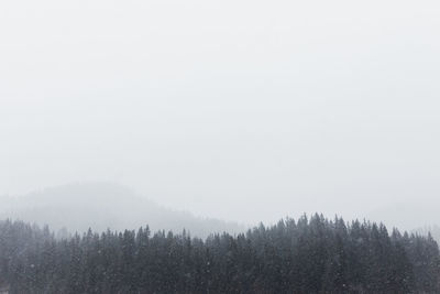 Trees in forest during winter