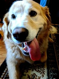 Close-up portrait of dog sticking out tongue