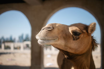 Close-up of horse against sky