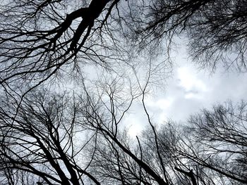 Low angle view of bare tree against sky