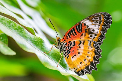 A image of a orange and yellow butterfly resting on a green leaf