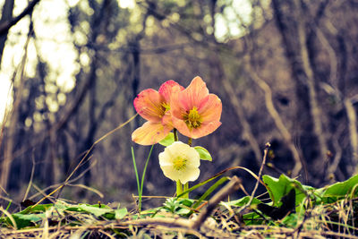 Close-up of fresh flower blooming on tree