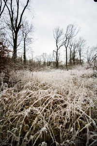Close-up of plants on field against sky