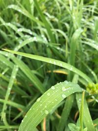 Close-up of raindrops on grass