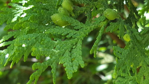 Close-up of fresh green plants