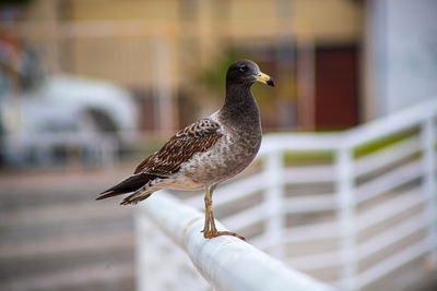 Close-up of bird perching on railing