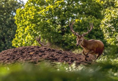 Deer on tree