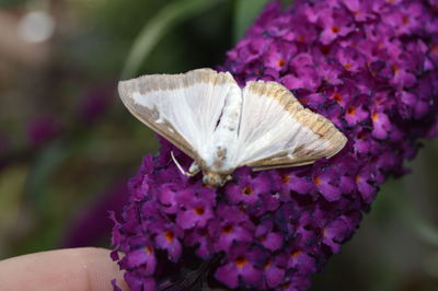 Close-up of butterfly on purple flower