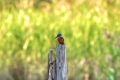 Bird perching on wooden post