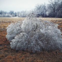 Bare trees on snow covered field